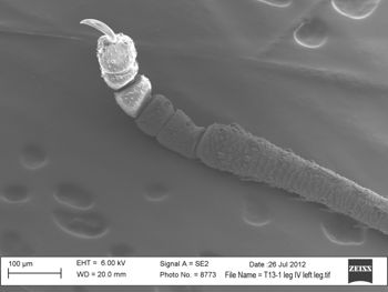 Media type: image; Invertebrate Zoology 131275